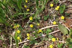 Potentilla freyniana