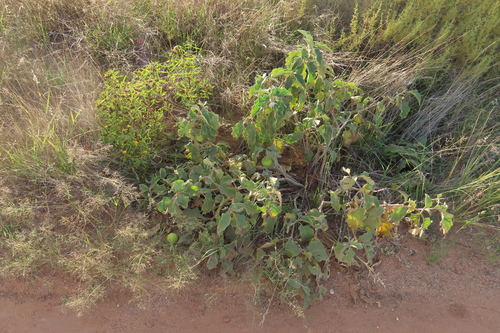 Solanum lichtensteinii, photograph 4