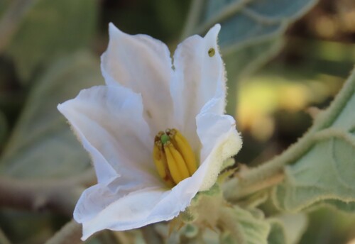 Solanum lichtensteinii, photograph 3