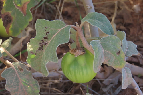 Solanum lichtensteinii, photograph 5