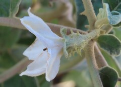 Solanum lichtensteinii, photograph author not stated, no rights reserved
