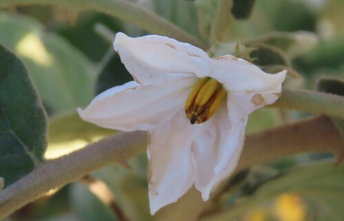 Solanum lichtensteinii, photograph 6