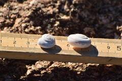 Sonorelix borregoensis