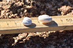 Sonorelix borregoensis