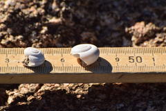 Sonorelix borregoensis