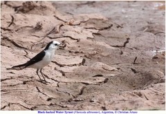 Fluvicola albiventer