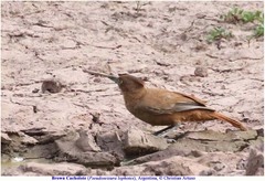 Pseudoseisura lophotes