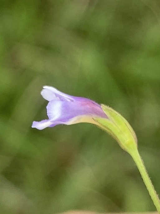 Torenia crustacea — ảnh 3