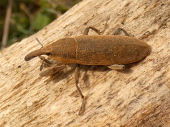 Dilixellus