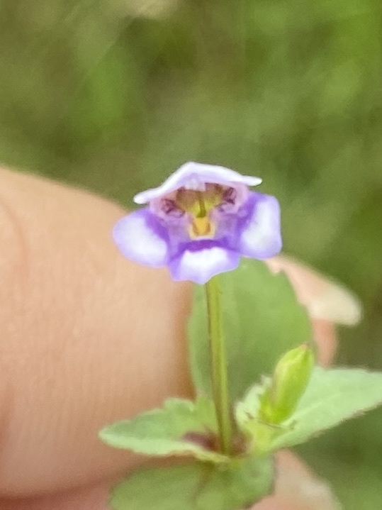 Torenia crustacea — ảnh 2