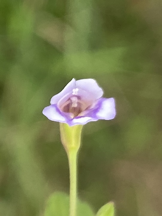 Torenia crustacea (Torenia crustacea)