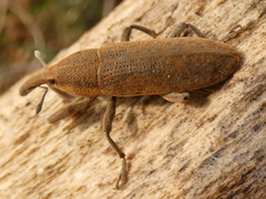 Dilixellus