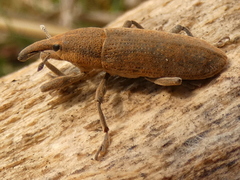 Dilixellus