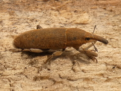 Dilixellus
