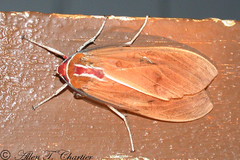 Amastus coccinator
