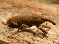 Dilixellus