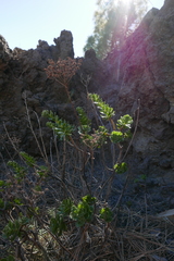 Aeonium spathulatum image