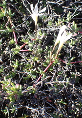 Oxalis pocockiae, photograph (c) Nicola van Berkel, some rights reserved (CC BY-SA)