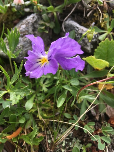 Viola oreades