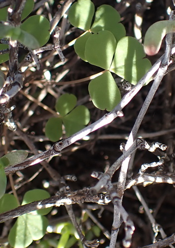 Oxalis pocockiae, photograph 2