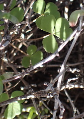 Oxalis pocockiae, photograph (c) Nicola van Berkel, some rights reserved (CC BY-SA)