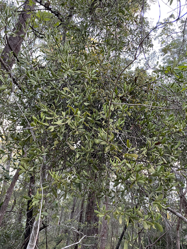 Amyema conspicua, photograph 4