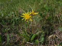Taraxacum bicorne