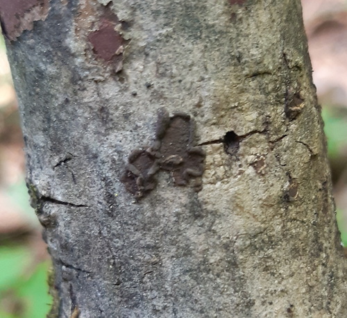 Hypoxylon cercidicola observed 2026-04-24