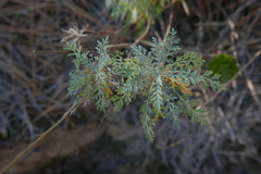 Descurainia lemsii
