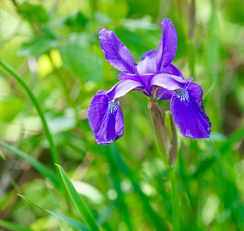 Iris sanguinea iNat (2)