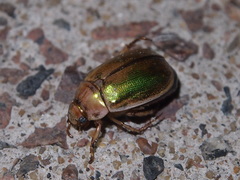 Mimela specularis