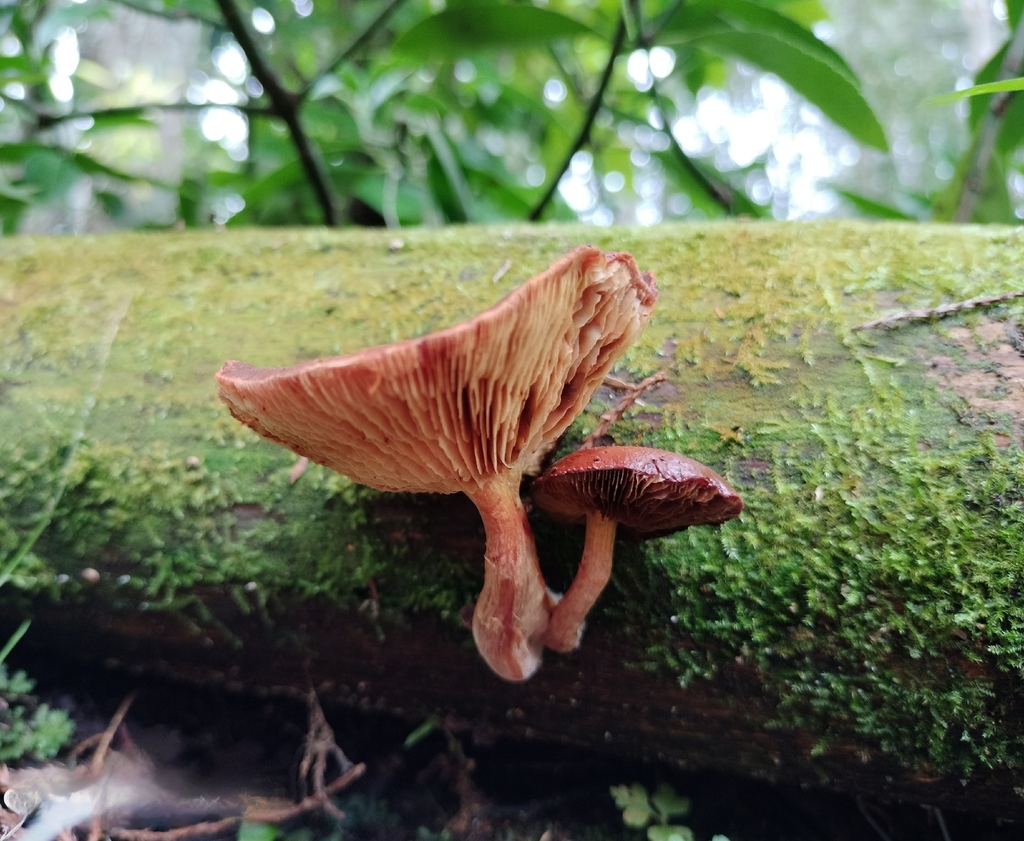 Gymnopilus purpuratus · May 2026 · photo: © bagels_nz (iNaturalist, cc0)