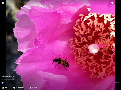 Ornate Checkered Beetle photo 4
