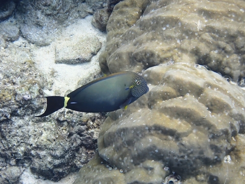 Acanthurus maculiceps observed 2026-05-07