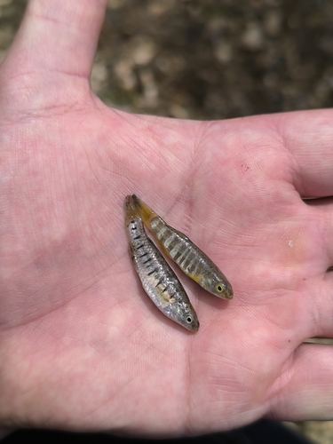 Aphanius fasciatus