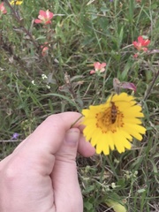 Strangalia sexnotata