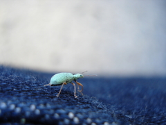 Polydrusus impressifrons