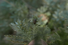 Eurydema lundbladi