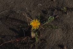 Taraxacum bicorne