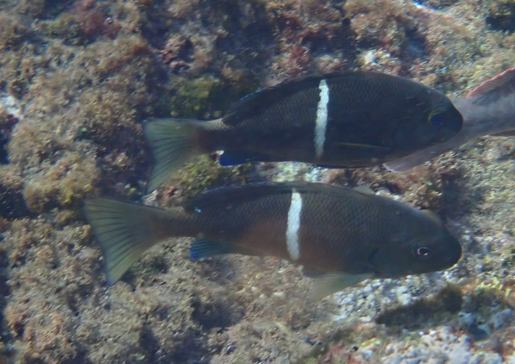 Cape Verde Nibbler photo 2