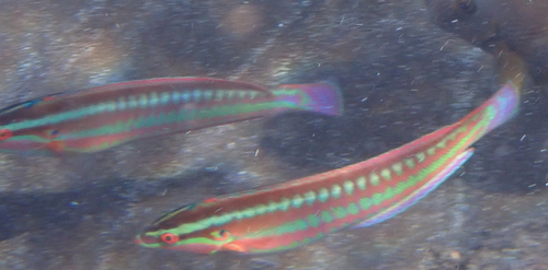 Atlantische lipvis (Coris atlantica) — Labridae