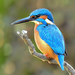 Common Kingfisher - Photo (c) lovespringwaterpark, some rights reserved (CC BY-NC)