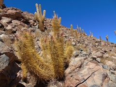 Oreocereus leucotrichus
