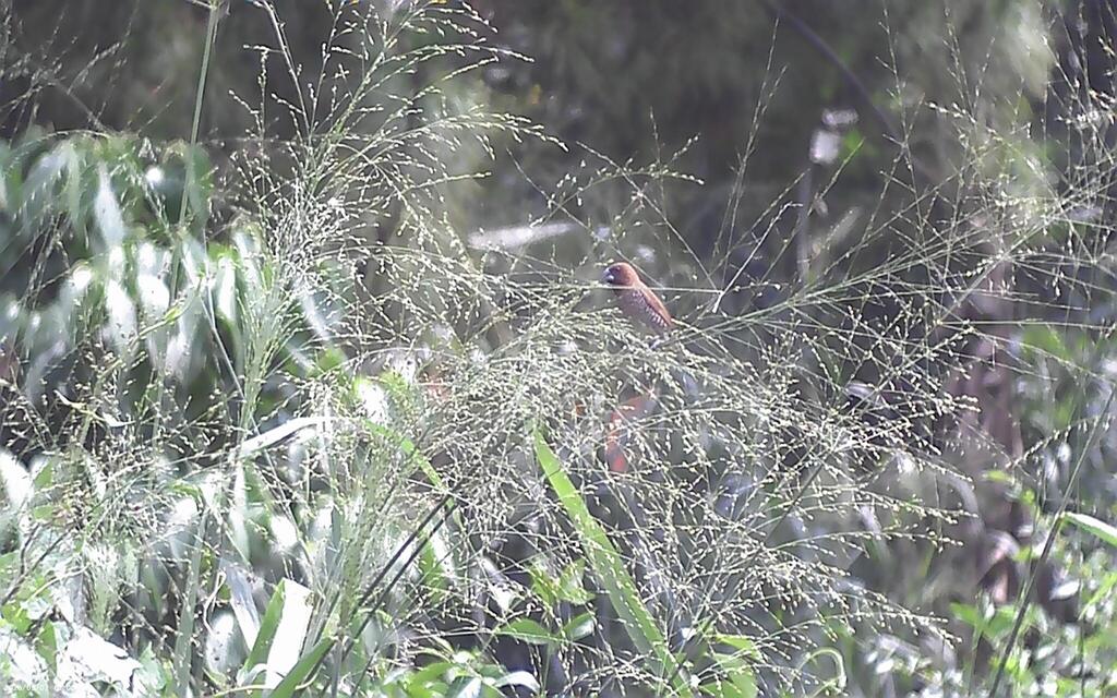 Scaly-breasted Munia (Javan)