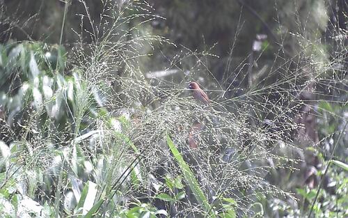 Scaly-breasted Munia (Javan)