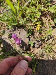 Vicia peregrina