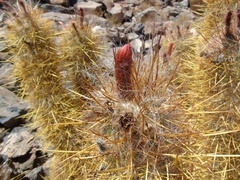 Oreocereus leucotrichus