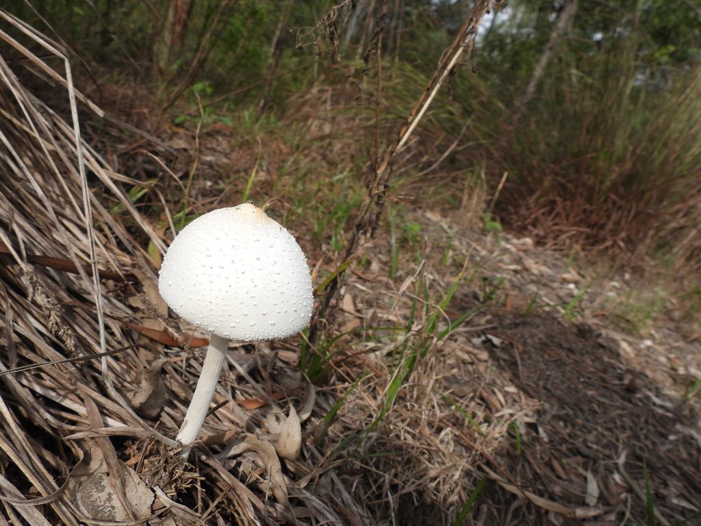 Macrolepiota dolichaula · May 2026 · photo: © hatwise (iNaturalist, cc-by)