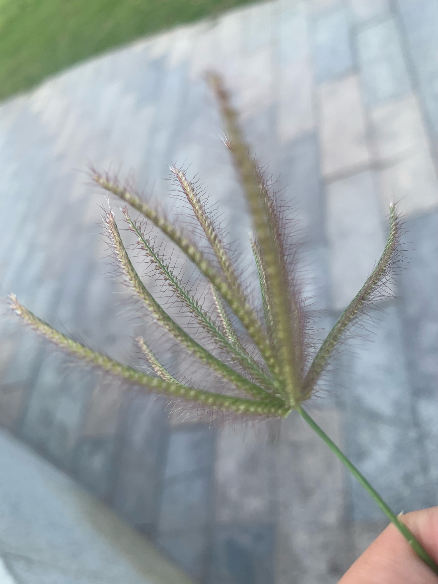 Chloris barbata — ảnh 3