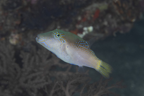 Canthigaster epilampra observed 2026-05-04